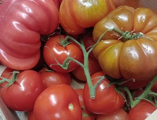 Nothing says summer like perfectly ripe tomatoes